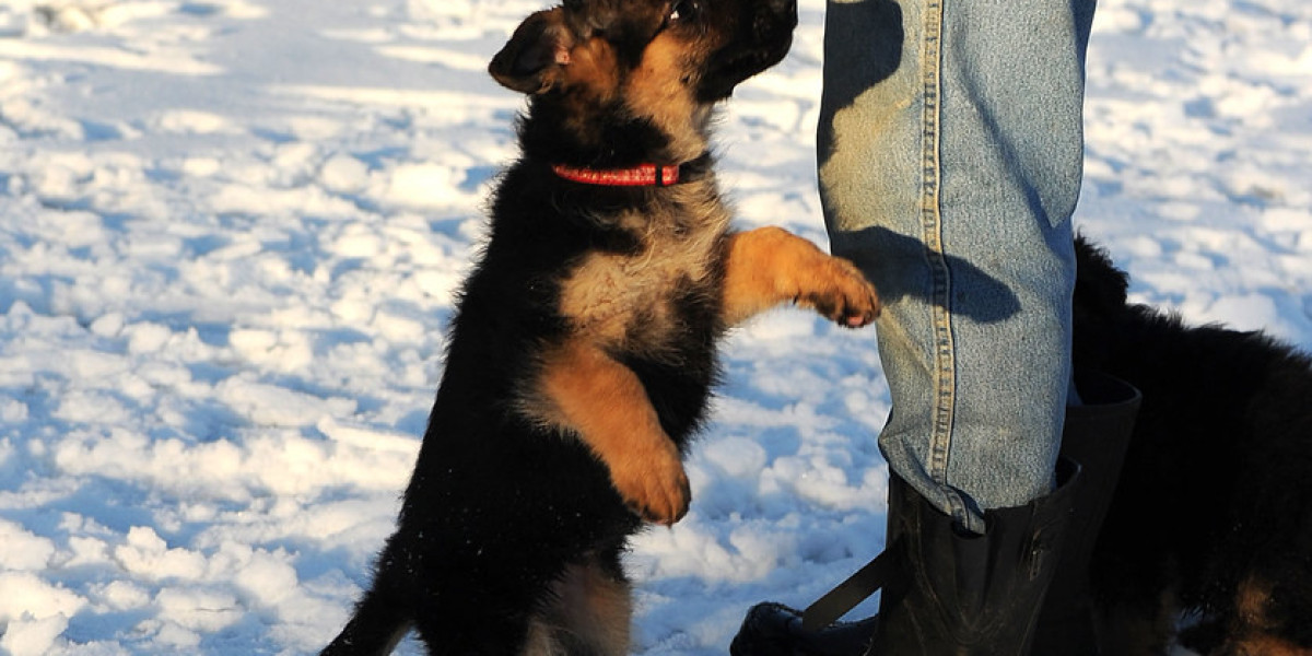 Deutsche Schäferhundwelpen: A Comprehensive Guide to Raising German Shepherd Puppies